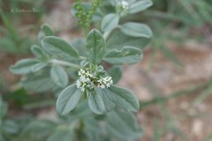 Heliotropium ovalifolium